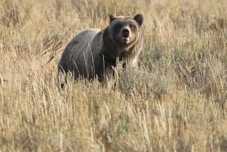 Backpacker Injured by Grizzly in National Park Flown to Medical Facility